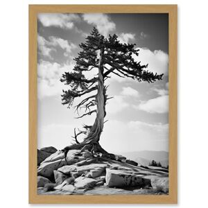 Artery8 Weathered Jeffrey Pine Standing on a Rocky Hill Black and White Photograph Lone Tree Artwork Framed Wall Art Print A4 Artery8 Weathered Jeffrey Pine Standing on a Rocky Hill Black and White Photograph Lone Tree Artwork Framed Wall Art Print A4