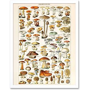 Artery8 Millot Encyclopedia Page Mushrooms Fungus Art Print Framed Poster Wall Decor 12x16 inch Artery8 Millot Encyclopedia Page Mushrooms Fungus Art Print Framed Poster Wall Decor 12x16 inch
