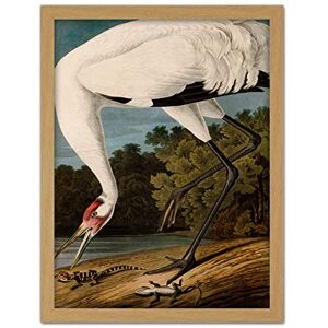 Artery8 Audubon Birds Hooping Crane Painting Artwork Framed Wall Art Print 18X24 Inch Artery8 Audubon Birds Hooping Crane Painting Artwork Framed Wall Art Print 18X24 Inch