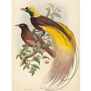 Wee Blue Coo John Gould W Hart British Bird Paradise Paradisea Zoology Art Print Poster Wall Decor 12X16 Inch Wee Blue Coo John Gould W Hart British Bird Paradise Paradisea Zoology Art Print Poster Wall Decor 12X16 Inch