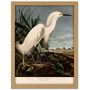 Artery8 Audubon Birds Snowy Heron Painting Artwork Framed Wall Art Print 18X24 Inch Artery8 Audubon Birds Snowy Heron Painting Artwork Framed Wall Art Print 18X24 Inch