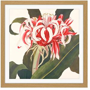 Artery8 Bury Havell Giant Spider Lily Queen Emma Flower Square Wooden Framed Wall Art Print Picture 16X16 Inch Artery8 Bury Havell Giant Spider Lily Queen Emma Flower Square Wooden Framed Wall Art Print Picture 16X16 Inch