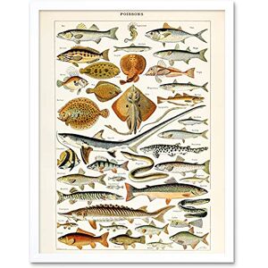 Artery8 Millot Encyclopedia Page Fish Shark Ray Art Print Framed Poster Wall Decor 12x16 inch Artery8 Millot Encyclopedia Page Fish Shark Ray Art Print Framed Poster Wall Decor 12x16 inch