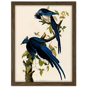 Artery8 Audubon Birds Columbia Jay Painting Artwork Framed Wall Art Print 18X24 Inch Artery8 Audubon Birds Columbia Jay Painting Artwork Framed Wall Art Print 18X24 Inch