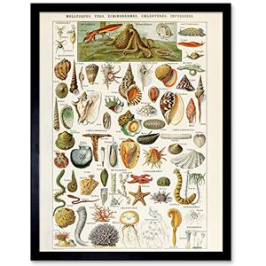 Artery8 Millot Encyclopedia Page Shells Molluscs Art Print Framed Poster Wall Decor 12x16 inch Artery8 Millot Encyclopedia Page Shells Molluscs Art Print Framed Poster Wall Decor 12x16 inch