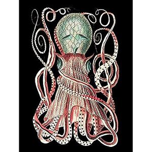 Wee Blue Coo Granulated Cuttle Octopus Black Unframed Art Print Poster Wall Decor 12x16 inch Wee Blue Coo Granulated Cuttle Octopus Black Unframed Art Print Poster Wall Decor 12x16 inch
