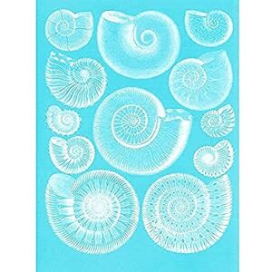 Fine Art Prints Fossil Sea Ammonites Blue Art Print Canvas Premium Wall Decor Poster Fine Art Prints Fossil Sea Ammonites Blue Art Print Canvas Premium Wall Decor Poster