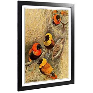 Big Box Art Framed Print of Vintage W Kuhnert Weaver Birds Design Wall Art Picture Home Decor for Kitchen, Living, Dining Room, Bedroom, Hallway, Office, Black, A2 / 24.5x18 Inch / 62x45cm Big Box Art Framed Print of Vintage W Kuhnert Weaver Birds Design Wall Art Picture Home Decor for Kitchen, Living, Dining Room, Bedroom, Hallway, Office, Black, A2 / 24.5x18 Inch / 62x45cm