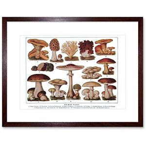 Wee Blue Coo Edible Fungi Mushrooms Scientific Plant Picture Framed Wall Art Print Wee Blue Coo Edible Fungi Mushrooms Scientific Plant Picture Framed Wall Art Print