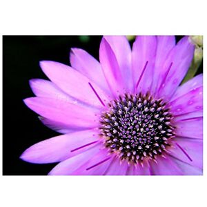 Wee Blue Coo Photo Macro Nature Plant Flower Pink Petal Stamen Cool Wall Art Print Wee Blue Coo Photo Macro Nature Plant Flower Pink Petal Stamen Cool Wall Art Print