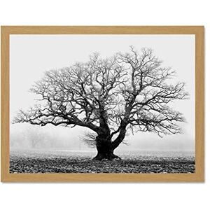 Wee Blue Coo Old Oak Tree Black White Mist Fog Photo Art Large Framed Art Print Poster Wall Decor 18x24 inch Wee Blue Coo Old Oak Tree Black White Mist Fog Photo Art Large Framed Art Print Poster Wall Decor 18x24 inch