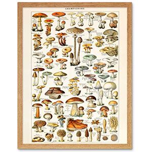 Artery8 Millot Encyclopedia Page Mushrooms Fungus Art Print Framed Poster Wall Decor 12x16 inch Artery8 Millot Encyclopedia Page Mushrooms Fungus Art Print Framed Poster Wall Decor 12x16 inch