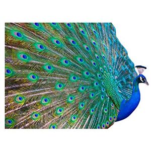 Wee Blue Coo Dt Pretty Peacock Art Gift Wall Art Print Wee Blue Coo Dt Pretty Peacock Art Gift Wall Art Print