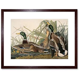 Wee Blue Coo Painting Bird Audubon Mallard Duck Framed Wall Art Print Wee Blue Coo Painting Bird Audubon Mallard Duck Framed Wall Art Print