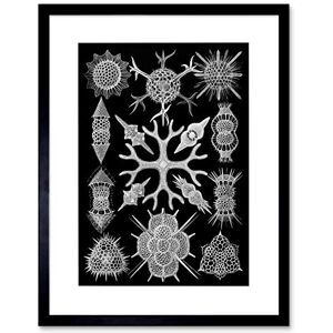 Wee Blue Coo Colour Plate Ernst Haeckel Kunstformen Der Natur Der Natur Framed Wall Art Print Wee Blue Coo Colour Plate Ernst Haeckel Kunstformen Der Natur Der Natur Framed Wall Art Print