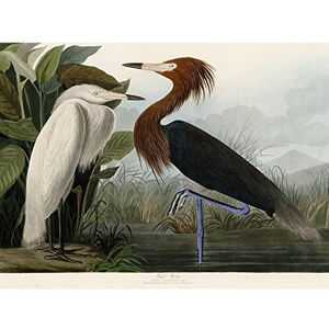 Artery8 Audubon Birds Purple Heron Painting Premium Wall Art Canvas Print 18X24 Inch Artery8 Audubon Birds Purple Heron Painting Premium Wall Art Canvas Print 18X24 Inch