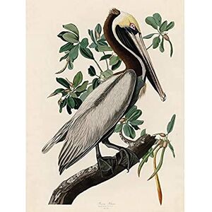 Artery8 Audubon Birds America Brown Pelican Unframed Wall Art Print Poster Home Decor Premium Artery8 Audubon Birds America Brown Pelican Unframed Wall Art Print Poster Home Decor Premium