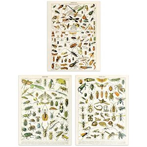 Artery8 Insects Bugs And Beetles Retro Vintage Millot Set Of 3 Unframed Wall Art Prints Study Office Aesthetic Illustrations 12X16 Inch Artery8 Insects Bugs And Beetles Retro Vintage Millot Set Of 3 Unframed Wall Art Prints Study Office Aesthetic Illustrations 12X16 Inch