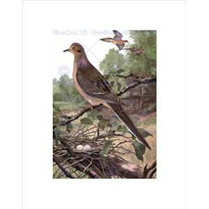 Wee Blue Coo PAINTING ANIMAL MOURNING DOVE 1915 BIRDS WINTER HORSFALL FRAMED PRINT B12X11642 Wee Blue Coo PAINTING ANIMAL MOURNING DOVE 1915 BIRDS WINTER HORSFALL FRAMED PRINT B12X11642