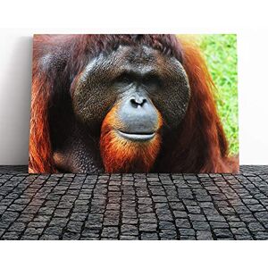 Big Box Art Orangutan Monkey Canvas Print Gallery Wrapped 30mm Frame Wall Art 20x14 inches Ready to Hang Modern Animals Picture Living Room Bedroom Lounge Office Big Box Art Orangutan Monkey Canvas Print Gallery Wrapped 30mm Frame Wall Art 20x14 inches Ready to Hang Modern Animals Picture Living Room Bedroom Lounge Office
