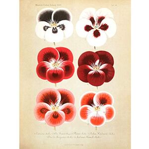 Fine Art Prints Flower Plant Botany Red Pansies Large Wall Art Print Canvas Premium Poster Fine Art Prints Flower Plant Botany Red Pansies Large Wall Art Print Canvas Premium Poster