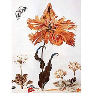 Artery8 Merian Orange Flower Insects Butterfly Nature Painting Unframed Wall Art Print Poster Home Decor Premium Artery8 Merian Orange Flower Insects Butterfly Nature Painting Unframed Wall Art Print Poster Home Decor Premium