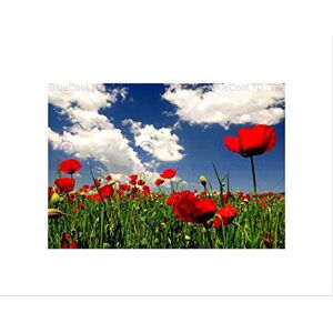 Wee Blue Coo Red Poppy Field Green Blue Sky Art Picture Wall Art Print Wee Blue Coo Red Poppy Field Green Blue Sky Art Picture Wall Art Print