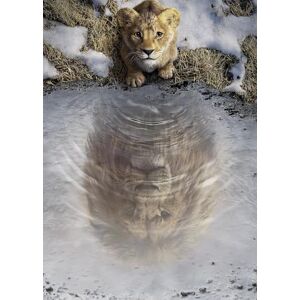 Komar Wall Picture Disney Mufasa The Lion King Size 50 x 70 cm Poster Nursery Decoration Rolled without Frame Komar Wall Picture Disney Mufasa The Lion King Size 50 x 70 cm Poster Nursery Decoration Rolled without Frame