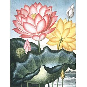 Wee Blue Coo Flowers Lotus Sacred Egyptian Bean Art Print Poster Wall Decor 12X16 Inch Wee Blue Coo Flowers Lotus Sacred Egyptian Bean Art Print Poster Wall Decor 12X16 Inch