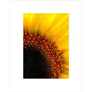 Wee Blue Coo SUNFLOWER HEAD CLOSE UP MACRO YELLOW BLACK FRAMED ART PRINT PICTURE B12X9118 Wee Blue Coo SUNFLOWER HEAD CLOSE UP MACRO YELLOW BLACK FRAMED ART PRINT PICTURE B12X9118