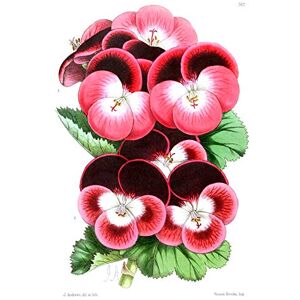 Fine Art Prints Flower Pansy Pink Art Print Canvas Premium Wall Decor Poster Fine Art Prints Flower Pansy Pink Art Print Canvas Premium Wall Decor Poster