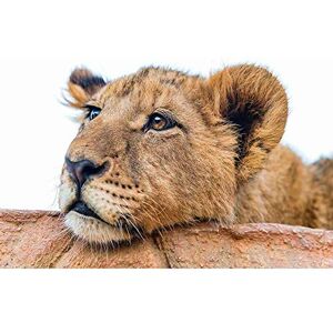 Wee Blue Coo Animal Big Cat Young Lion Sleepy Art Print Poster Wall Decor 12X16 Inch Wee Blue Coo Animal Big Cat Young Lion Sleepy Art Print Poster Wall Decor 12X16 Inch