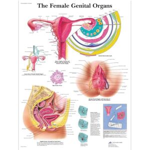 3B Scientific VR1532UU Human Anatomy The Female Genital Organs Chart, Paper Version 3B Scientific VR1532UU Human Anatomy The Female Genital Organs Chart, Paper Version