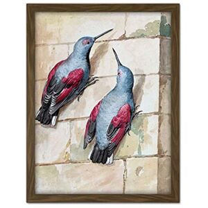 Artery8 Schouman Wallcreeper Birds Blue Purple Drawing Artwork Framed Wall Art Print 18X24 Inch Artery8 Schouman Wallcreeper Birds Blue Purple Drawing Artwork Framed Wall Art Print 18X24 Inch