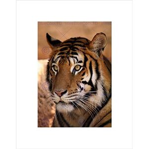 Wee Blue Coo Tiger Animal Nature Cat Art Wall Art Print Wee Blue Coo Tiger Animal Nature Cat Art Wall Art Print