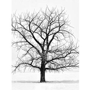 Artery8 Lone Tree Winter Frost Snow Black White Photo Large Wall Art Poster Print Thick Paper 18X24 Inch Artery8 Lone Tree Winter Frost Snow Black White Photo Large Wall Art Poster Print Thick Paper 18X24 Inch
