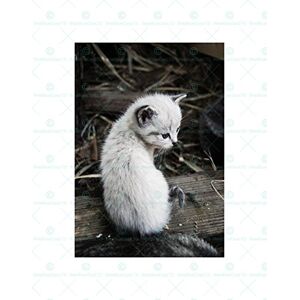 Wee Blue Coo Animal Photo Cat Kitten Cute Wall Art Print Wee Blue Coo Animal Photo Cat Kitten Cute Wall Art Print