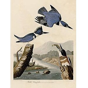 Artery8 Audubon Birds America Belted Kingfisher Art Print Canvas Premium Wall Decor Poster Mural Artery8 Audubon Birds America Belted Kingfisher Art Print Canvas Premium Wall Decor Poster Mural