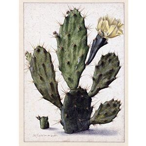 Artery8 Saftleven Pear Cactus In Bloom Flora Premium Wall Art Canvas Print 18X24 Inch Artery8 Saftleven Pear Cactus In Bloom Flora Premium Wall Art Canvas Print 18X24 Inch