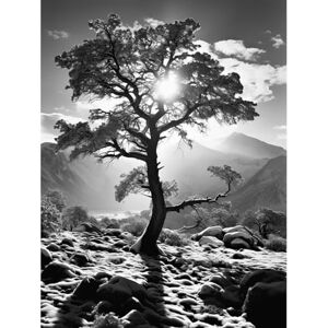 Artery8 Frozen Tree Outline in Mountain Forest Landscape Covered in Snow Black and White Photograph Winter Sunshine Large Wall Art Poster Print Thick Paper 18X24 Inch Artery8 Frozen Tree Outline in Mountain Forest Landscape Covered in Snow Black and White Photograph Winter Sunshine Large Wall Art Poster Print Thick Paper 18X24 Inch