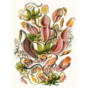 Wee Blue Coo Nature Biology Sea Plant Haeckel Ernst Germany Vintage Advert Canvas Print Wee Blue Coo Nature Biology Sea Plant Haeckel Ernst Germany Vintage Advert Canvas Print