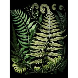Artery8 Ernst Haeckel Style Fern Fronds Illustration Large Wall Art Poster Print Thick Paper 18X24 Inch Artery8 Ernst Haeckel Style Fern Fronds Illustration Large Wall Art Poster Print Thick Paper 18X24 Inch