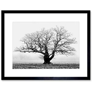 Wee Blue Coo Old Oak Tree Black White Mist Fog Photo Framed Art Print Picture F12X634 Wee Blue Coo Old Oak Tree Black White Mist Fog Photo Framed Art Print Picture F12X634