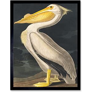 Wee Blue Coo John James Audubon Style Pelican Bird Vintage Detailed Illustration Art Print Framed Poster Wall Decor 12x16 inch Wee Blue Coo John James Audubon Style Pelican Bird Vintage Detailed Illustration Art Print Framed Poster Wall Decor 12x16 inch