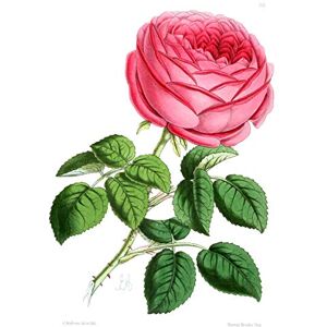 Fine Art Prints Flower Red Rose Large Wall Art Print Canvas Premium Poster Fine Art Prints Flower Red Rose Large Wall Art Print Canvas Premium Poster