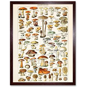 Artery8 Millot Encyclopedia Page Mushrooms Fungus Art Print Framed Poster Wall Decor 12x16 inch Artery8 Millot Encyclopedia Page Mushrooms Fungus Art Print Framed Poster Wall Decor 12x16 inch