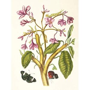 Artery8 Merian Pink Flowers Butterflies 1705 Nature Painting Unframed Wall Art Print Poster Home Decor Premium Artery8 Merian Pink Flowers Butterflies 1705 Nature Painting Unframed Wall Art Print Poster Home Decor Premium