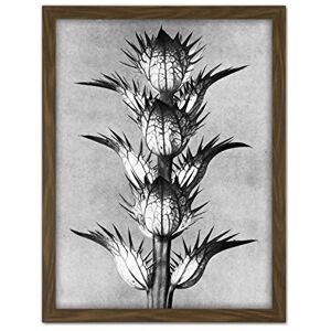 Artery8 Karl Blossfeldt Plant Study Flower Vintage Photo Artwork Framed Wall Art Print 18X24 Inch Artery8 Karl Blossfeldt Plant Study Flower Vintage Photo Artwork Framed Wall Art Print 18X24 Inch