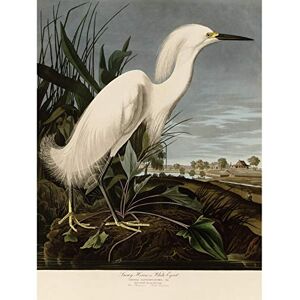 Artery8 Audubon Birds Snowy Heron Painting Large Wall Art Poster Print Thick Paper 18X24 Inch Artery8 Audubon Birds Snowy Heron Painting Large Wall Art Poster Print Thick Paper 18X24 Inch
