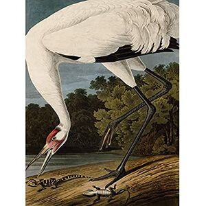 Artery8 Audubon Birds Hooping Crane Painting Art Print Canvas Premium Wall Decor Poster Mural Artery8 Audubon Birds Hooping Crane Painting Art Print Canvas Premium Wall Decor Poster Mural